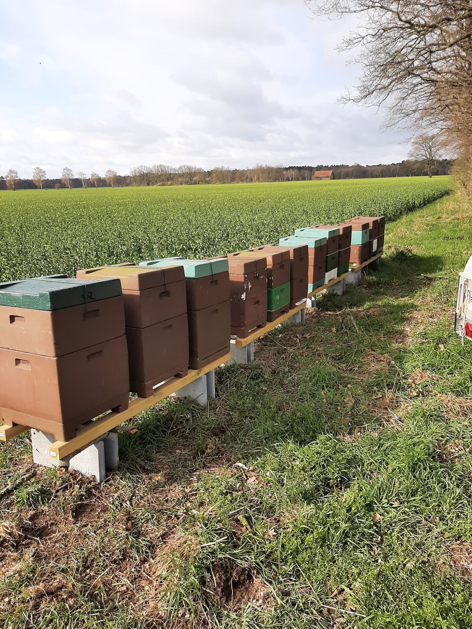 Bienenstand